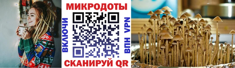 omg ССЫЛКА  где можно купить наркотик  Чита  Псилоцибиновые грибы Cubensis 